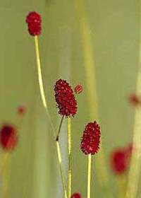 Sanguisorba offcinalis 'Red Thunder'